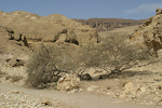 Wadi Netafim   